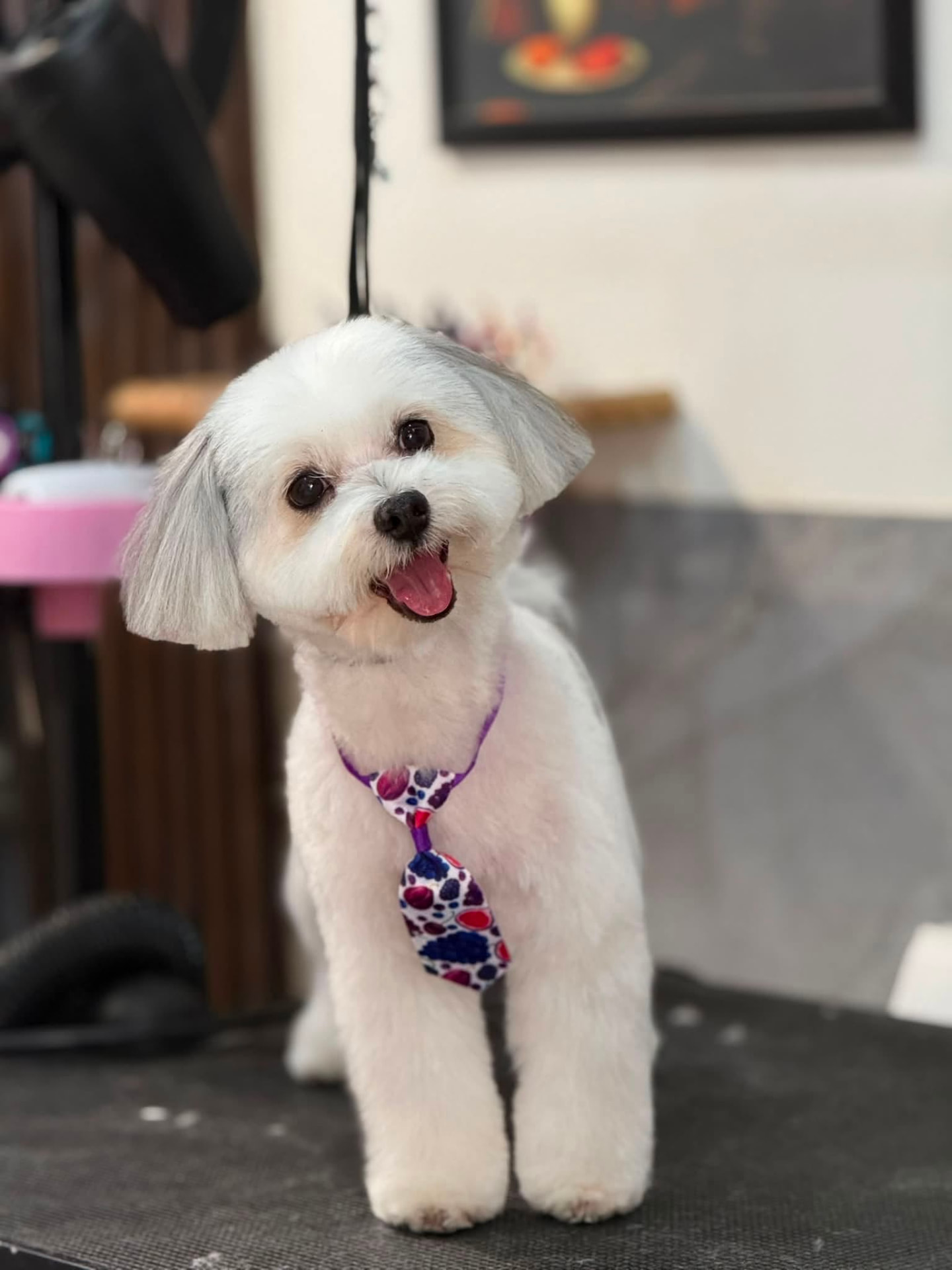 White Maltese dog wearing a colourful tie after a full groom