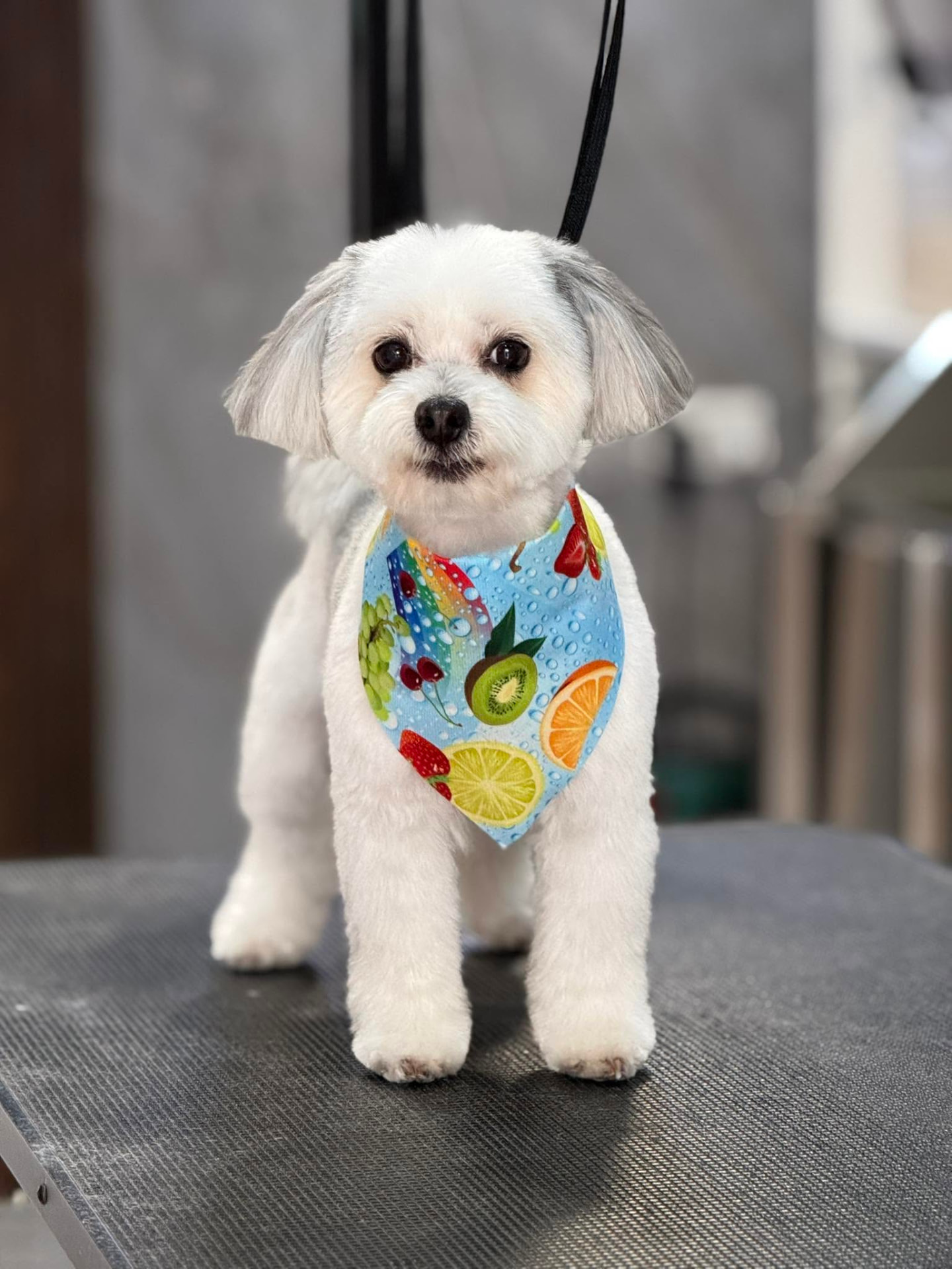 Small white dog wearing a fruit-print bandana on the grooming table