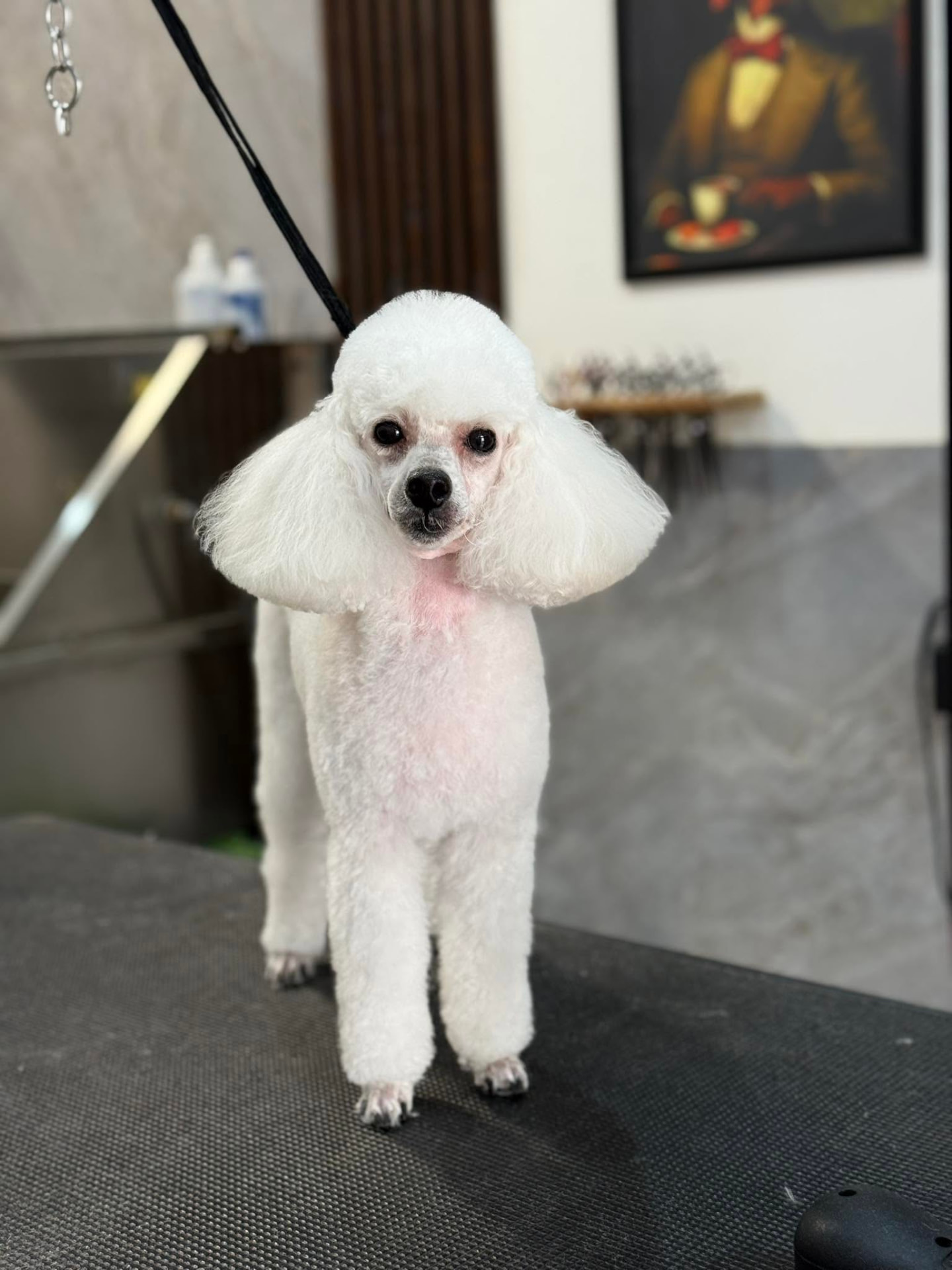White miniature poodle with a classic scissored head and ear styling