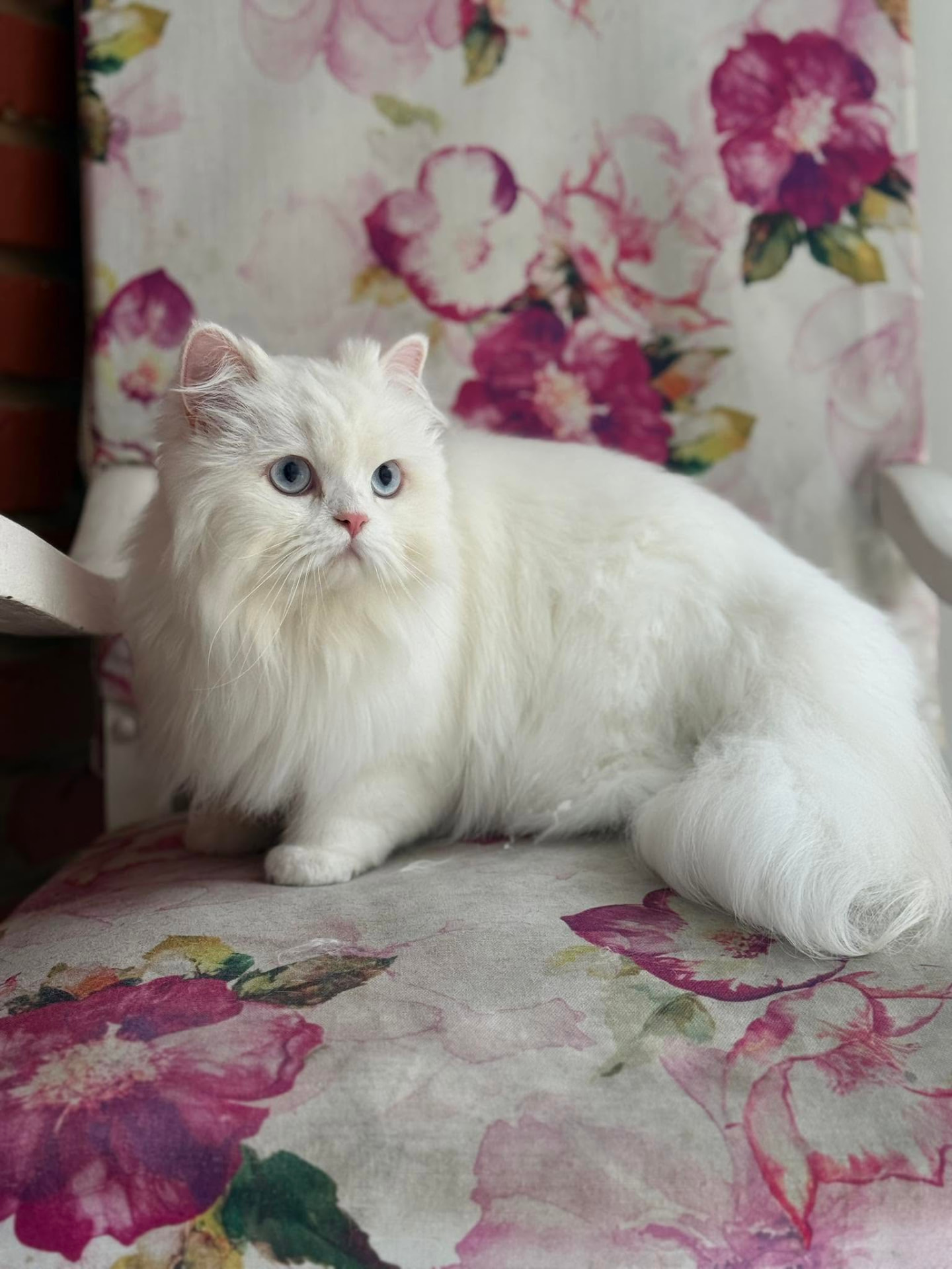 Fluffy white long-haired cat with blue eyes after a coat treatment