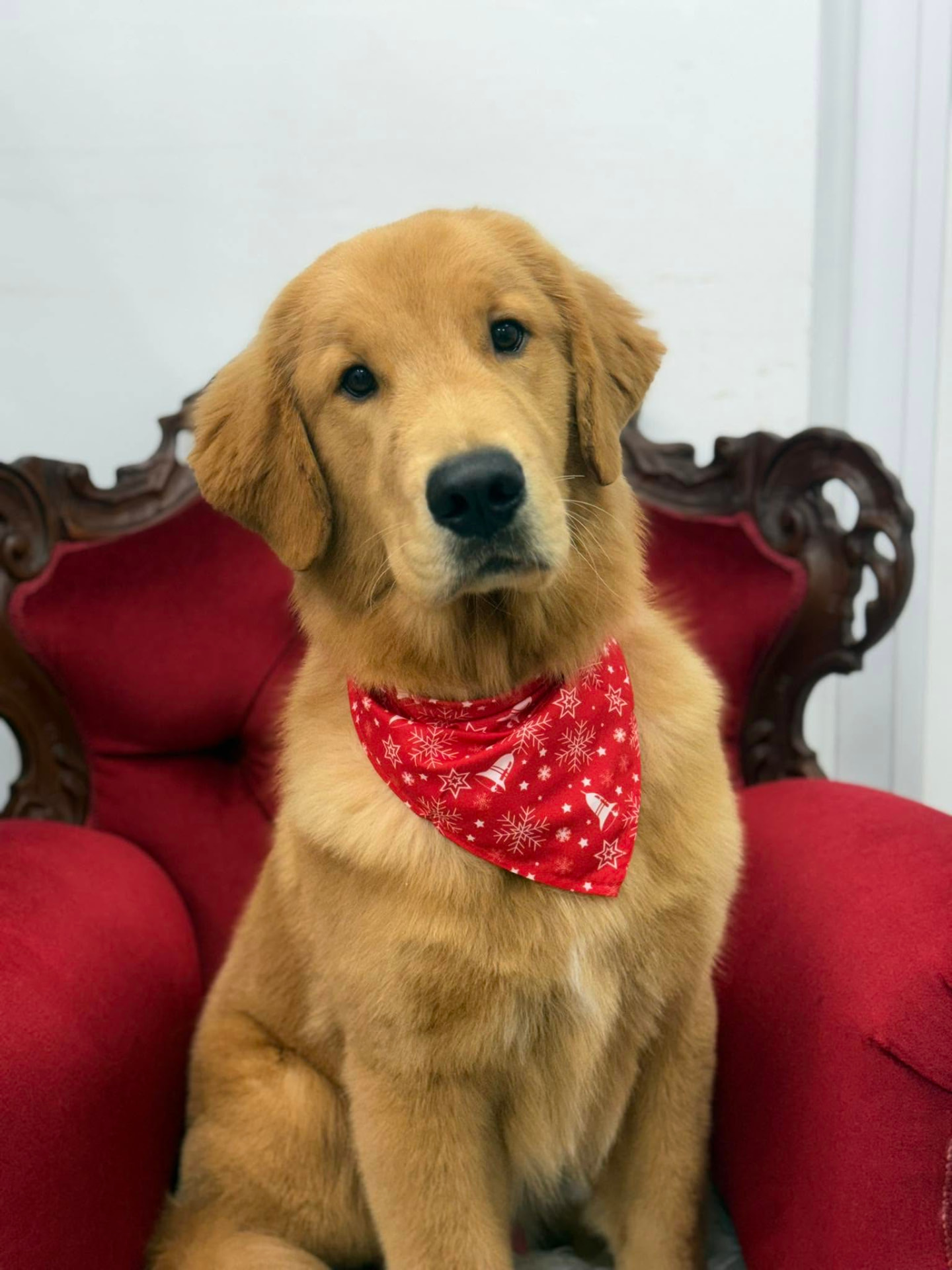 Golden retriever puppy wearing a red festive bandana on a red armchair