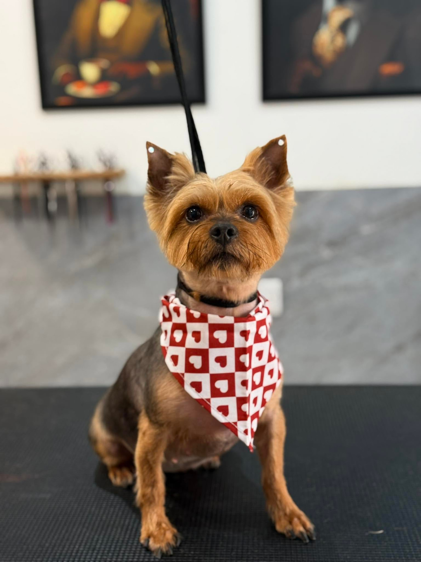 Yorkshire Terrier with a short summer trim and heart-print bandana