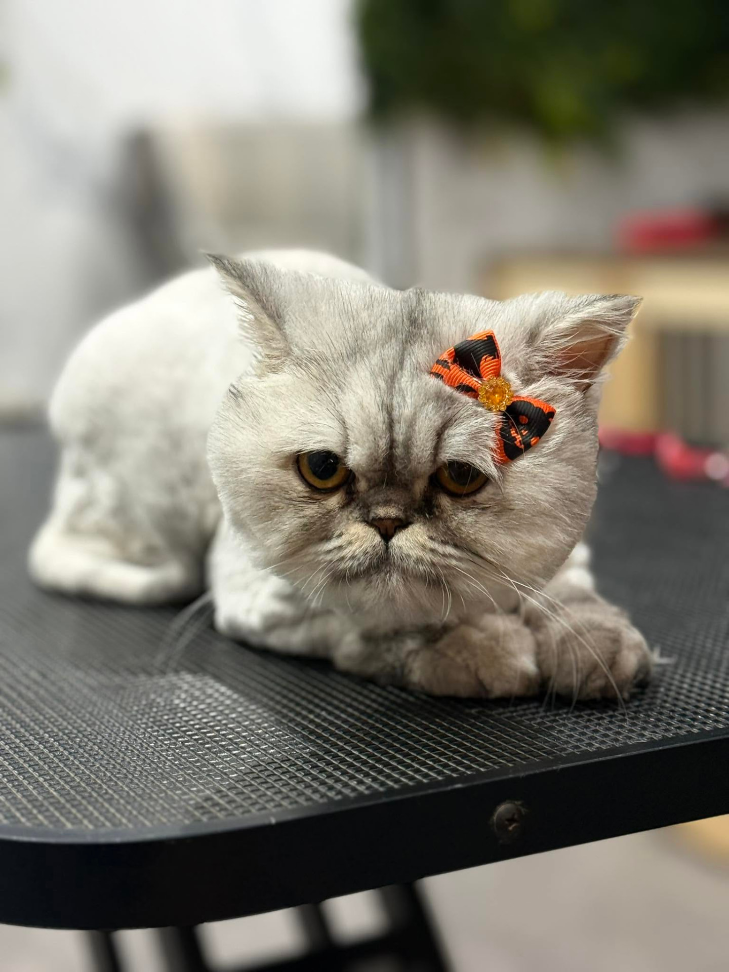 Silver Persian cat with an orange bow relaxing after a gentle cat groom