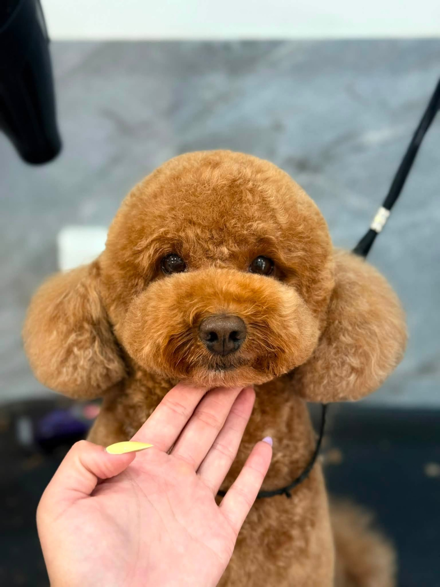 Apricot toy poodle after a grooming session at Bark Avenue